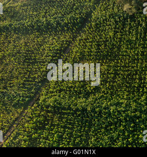 Die Halbinsel OSA, COSTA RICA - Luftaufnahmen von zwei Jahre alten Teakbäume auf nachhaltige Teak-Plantage in Puerto Jimenez. Tectona grandis Stockfoto