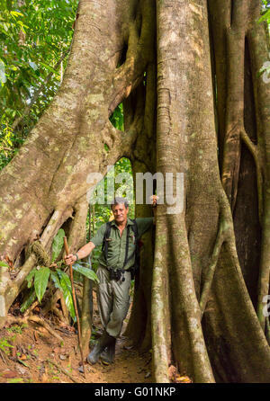 Die Halbinsel OSA, COSTA RICA - Regenwald Naturführer vor Würgefeige Baum. Ficus aurea Stockfoto