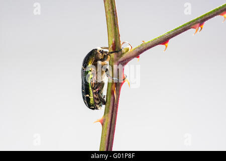 Rose Chafer, Cetoniinae, Cetonia Aurata, Rose Chafer, grüne Rose Chafer, metallischen Körper strukturell, Farbe, grün gefärbt; Necta Stockfoto