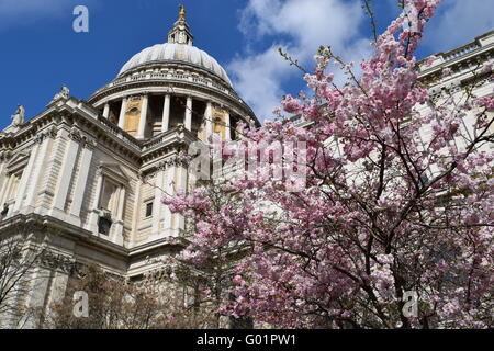 St. Pauls Cathedral auf einem blauen Himmel mit helle Wolke im Frühjahr mit einem blühenden Baum im Vordergrund. Stockfoto