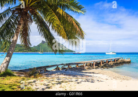 Strand, Palmen und Küste in Huahine, eine Insel im Pazifischen Ozean Gesellschaftsinseln, Französisch-Polynesien, an einem sonnigen Tag Stockfoto