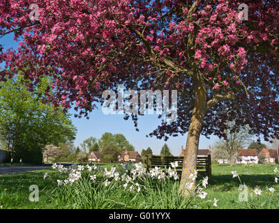 Cherry Blossom Spring Village Green, Kirschbaumblüte und Narzissen im historischen Send Ripley Surrey UK Stockfoto