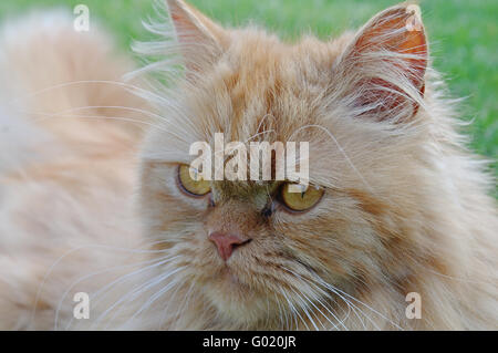 Perserkatze Stockfoto