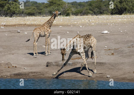Giraffen Stockfoto