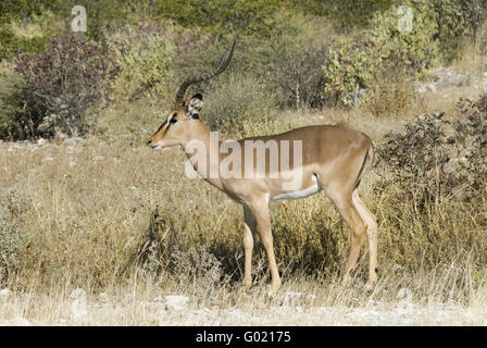 Schwarz-faced impala Stockfoto