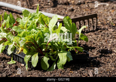 Rotkohl Sämlinge im Tablett bereit zum Pflanzen Stockfoto