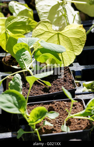 In Hülsen gepflanzte Bohnensämlinge Stockfoto