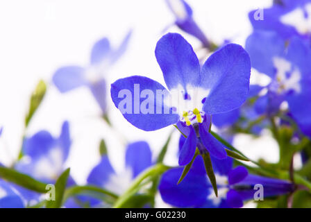 Schöne Blumen (Lobelia). Makroaufnahme auf weißen Studio-Hintergrund Stockfoto