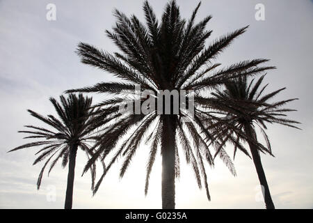 Phoenix Dactylifera-Palme Stockfoto