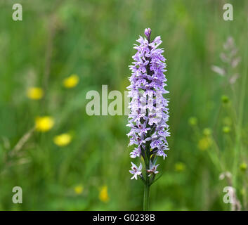 Gemeinsamen entdeckt Orchidee (Dactylorhiza Fuchsii) Stockfoto