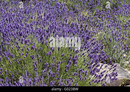 Gemeinsamen Lavendel, echter Lavendel, englischer Lavendel) Stockfoto
