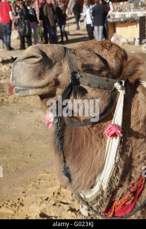 Kopf eines Kamels auf safari Stockfoto