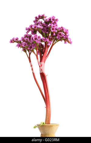 Bergenie Crassifolia - schöne lila Blume. Isoliert auf weiss Stockfoto