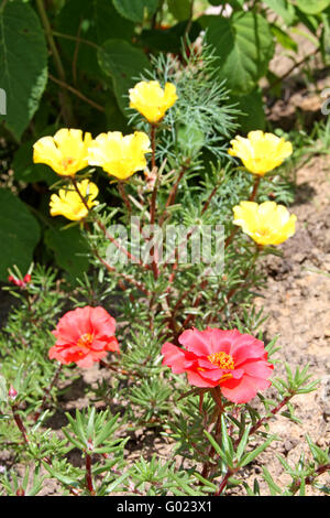 Portulaca rosa und gelben Blüten. Auch bekannt als Moosrose oder Portulak Stockfoto