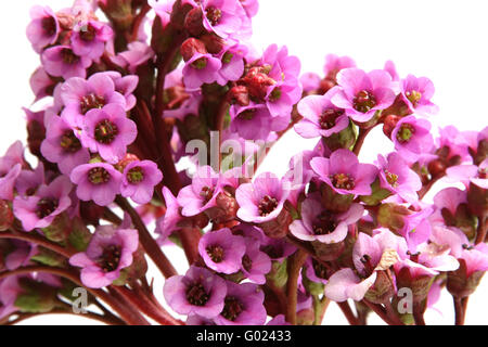 Bergenie Crassifolia - schöne lila Blume. Isoliert auf weiss Stockfoto