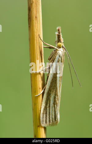 Crambus Perlella micro Motte in Ruhe auf dem Rasen. Kleines Insekt in der Familie Crambidae, bekannt als die Grass-Motten Stockfoto