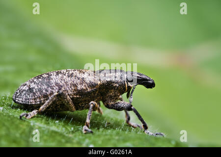 Rüsselkäfer (Curculionidae) Stockfoto