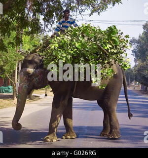 Indische Elefanten transportiert Futtermittel, Nordindien, Indien, Asien Stockfoto