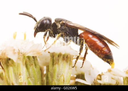 Kuckuck Bee (Sphecodes Albilabris) Stockfoto