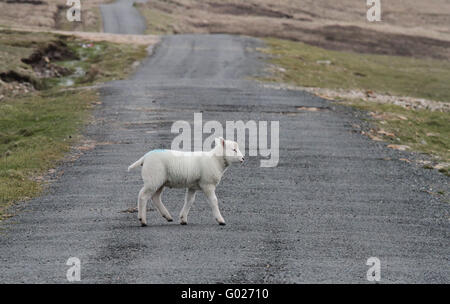 Lamb Kreuzung unterwegs Arranmore, Grafschaft Donegal. Stockfoto