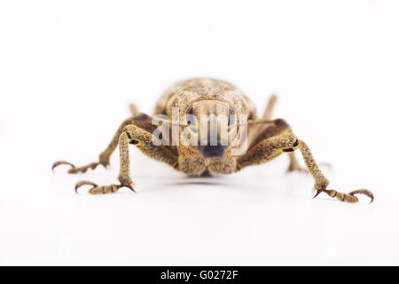 träge Rüsselkäfer (Cleonus Piger) Stockfoto