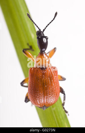 Lilie Getreidehähnchen [Lilioceris Lilii] Stockfoto