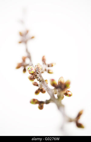 Extremität von einem Kirschbaum im frühlingshaften Stockfoto