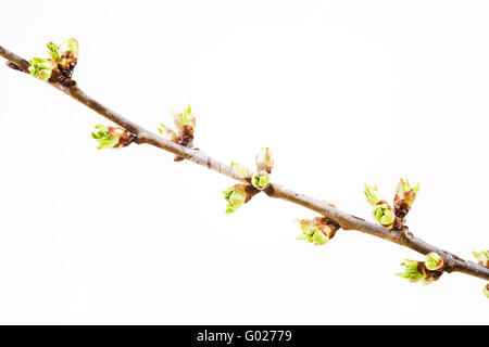 Glied eine Sauerkirsche im frühlingshaften Stockfoto