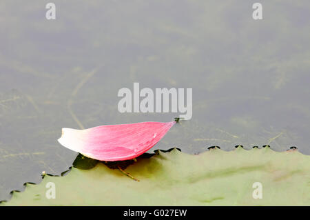 Nahaufnahme von rosa Lotus Petal über Wasser schweben Stockfoto