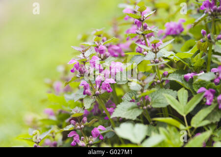 Gefleckte Toten Nessel (Lamium Maculatum) Stockfoto