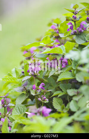 Gefleckte Toten Nessel (Lamium Maculatum) Stockfoto