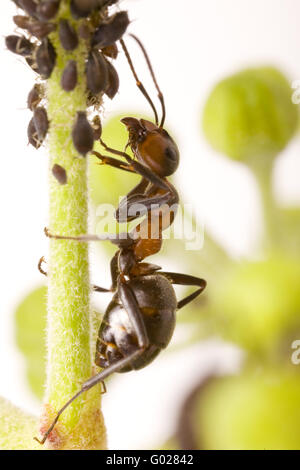 Waldameise (Formica Rufa) mit schwarzen Bohnen-Blattlaus (Aphis Fabae) Stockfoto