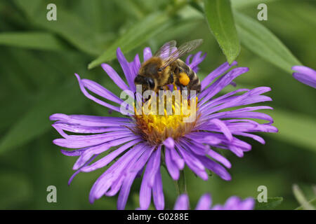 Honigbiene (Apis Mellifica) auf grobe Blatt Aster Stockfoto