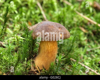 Bucht bolete Stockfoto