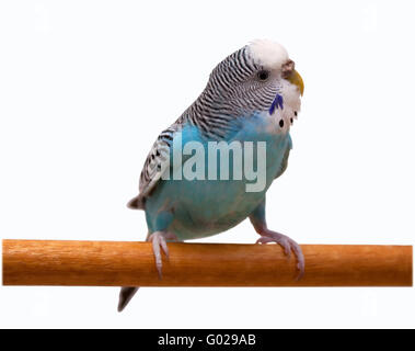 Australian Blue Parrot auf dem weißen Hintergrund isoliert Stockfoto