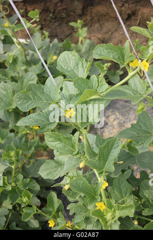 Cucumis Melo, Sarda Melone, goldene gelbe Melone an Rebstöcken mit Ranken, kleine gelbe Blumen, als Tisch Obst Stockfoto