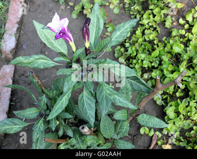 Datura Metel, Teufels Trompete, Sorte mit schmalen Blättern und Crmpled lila Blumen, Trichter geformten, Zierpflanzen, Heilpflanzen Stockfoto