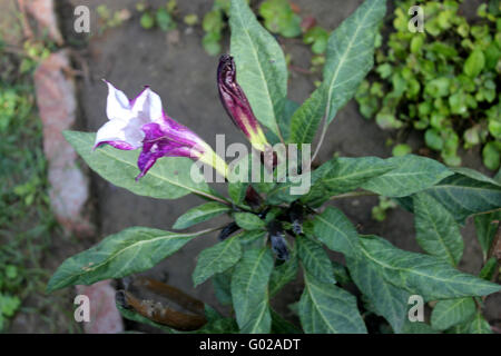 Datura Metel, Teufels Trompete, Sorte mit schmalen Blättern und Crmpled lila Blumen, Trichter geformten, Zierpflanzen, Heilpflanzen Stockfoto