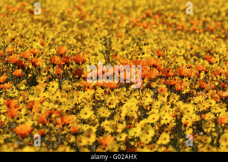 Frühling Blumen Display, Namaqualand, Südafrika Stockfoto