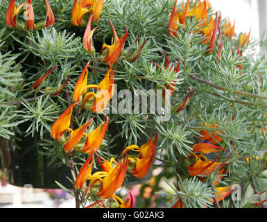 Lotus Barthelotii, Papagei den Schnabel, der Pelikan Schnabel, beständiges ornamentalen Kraut mit roten Schnabel schlank Flugblätter, orange Blüten Stockfoto