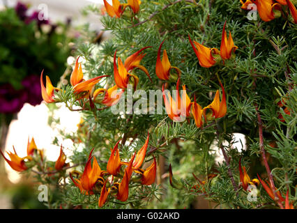 Lotus Barthelotii, Papagei den Schnabel, der Pelikan Schnabel, beständiges ornamentalen Kraut mit roten Schnabel schlank Flugblätter, orange Blüten Stockfoto