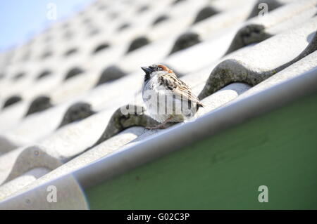 Spatz auf dem Dach Stockfoto