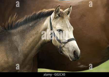 Fohlen, Hengst Stockfoto