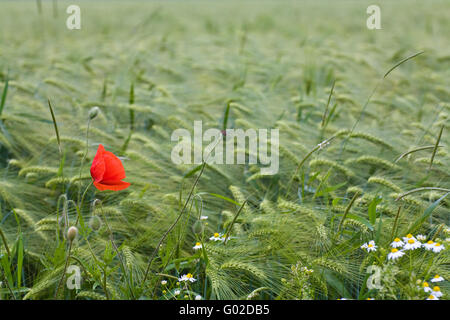 Mohnblumen am Rande ein Gerstenfeld Stockfoto