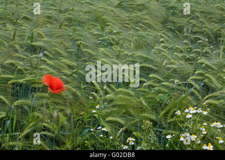 Mohnblumen am Rande ein Gerstenfeld Stockfoto