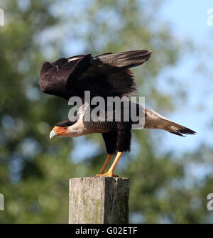 Ein Crested Caracara auf einen Zaunpfahl in ländlichen Florida. April 2016 Stockfoto