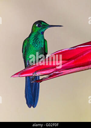 Männlichen grünen gekrönt brillante Kolibri Blume gehockt Stockfoto