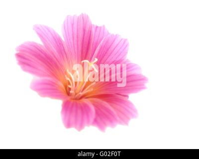 Lewisia Cotyledon - Blüte Stockfoto