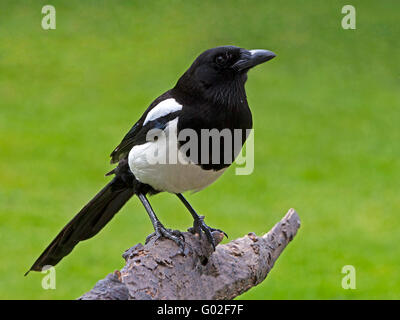 Europäische Elster thront Stockfoto