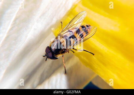Hoverfly auf einer Blume Stockfoto
